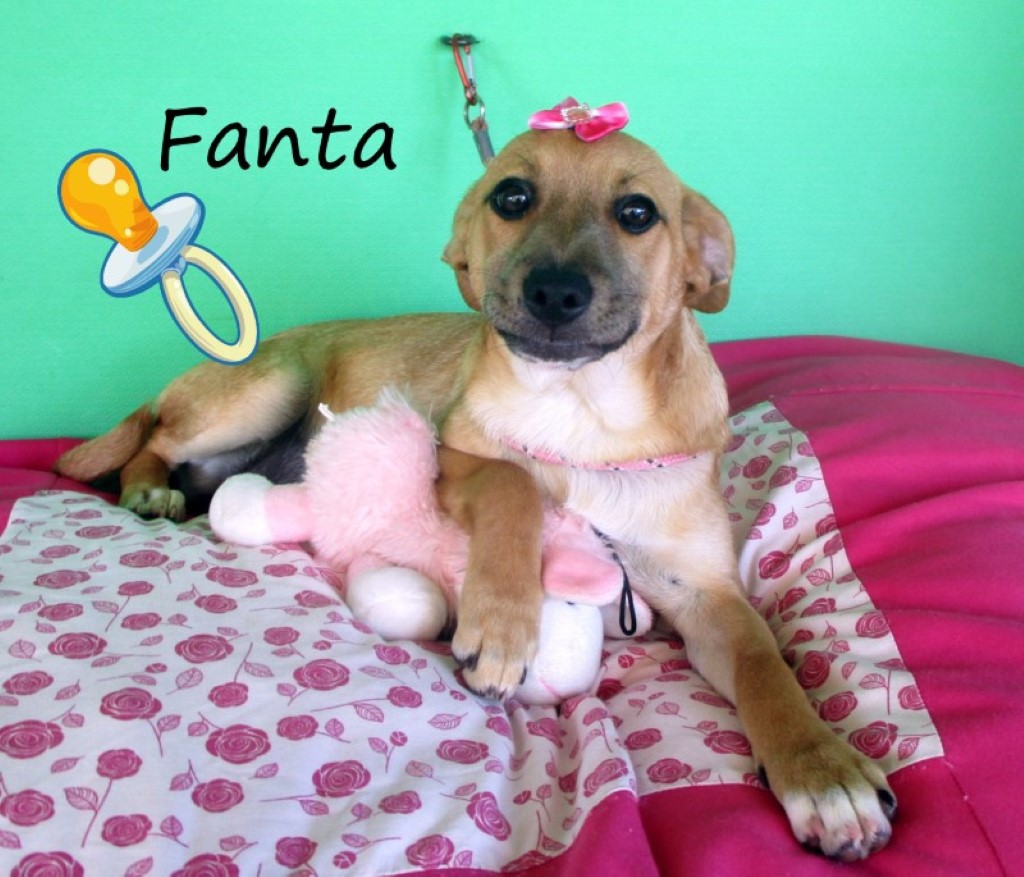 Fanta