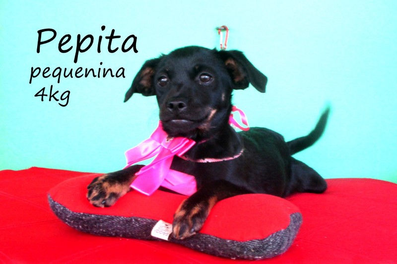 Pepita